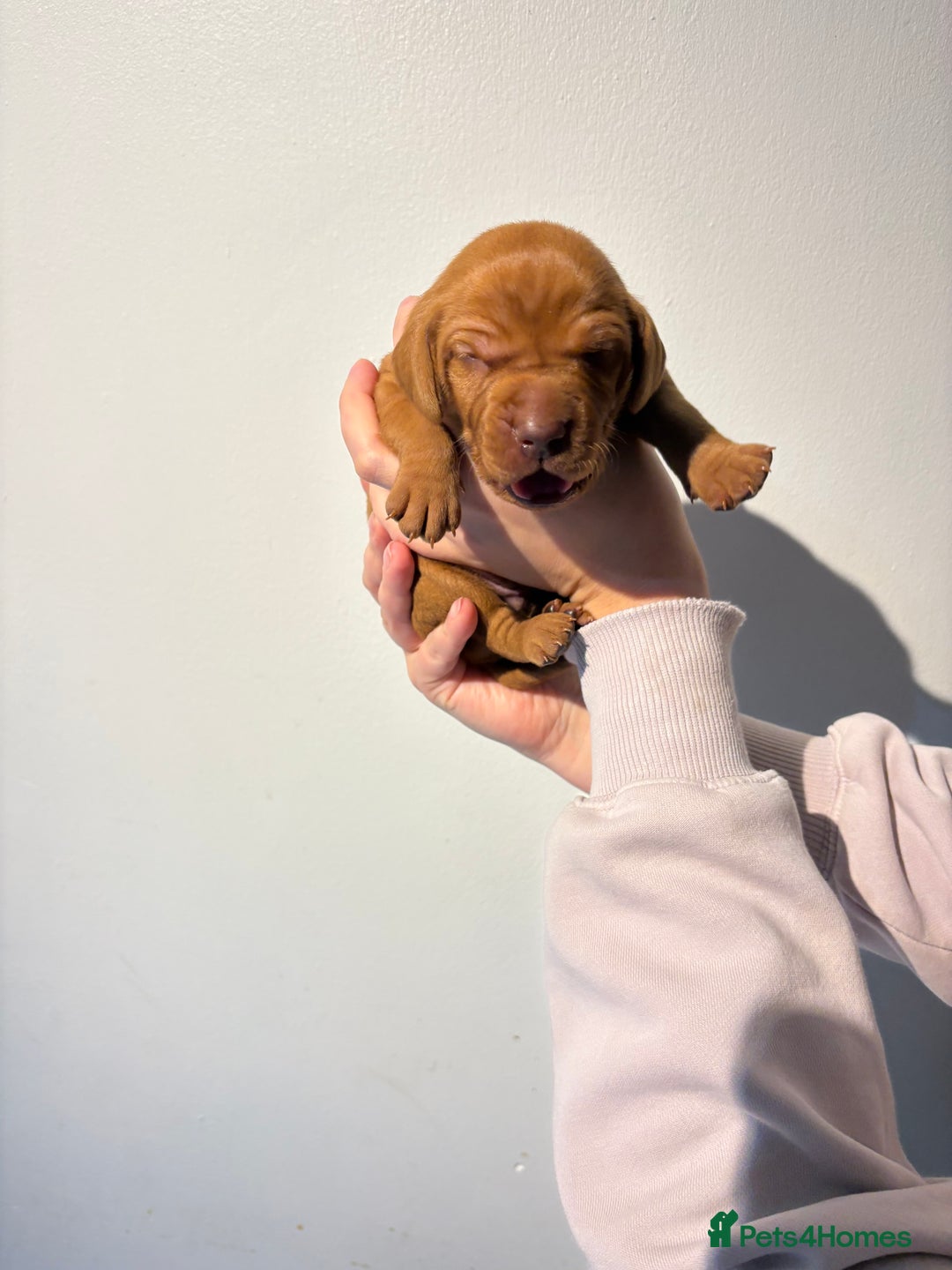 Hungarian Vizsla dogs for sale: Stunning Litter of Hungarian Vizsla Puppies - Advert 8