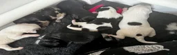 Mixed Breed dogs for sale: Gorgeous Whippet x Poodle puppies - Advert 7