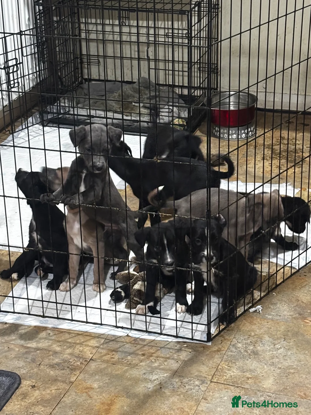 Lurcher dogs for sale: Lurcher  - Advert 1