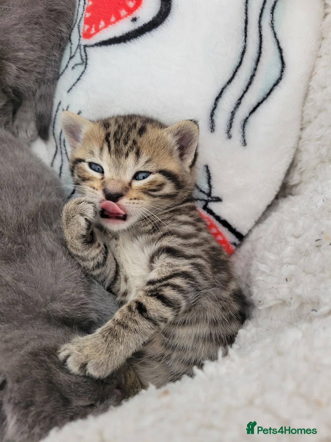 British Shorthair cats for sale: Half british shorthair/Tabby kitten - Advert 2