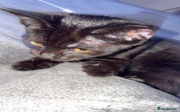 Bombay cats for sale: Black beauties🧡 - Image 11