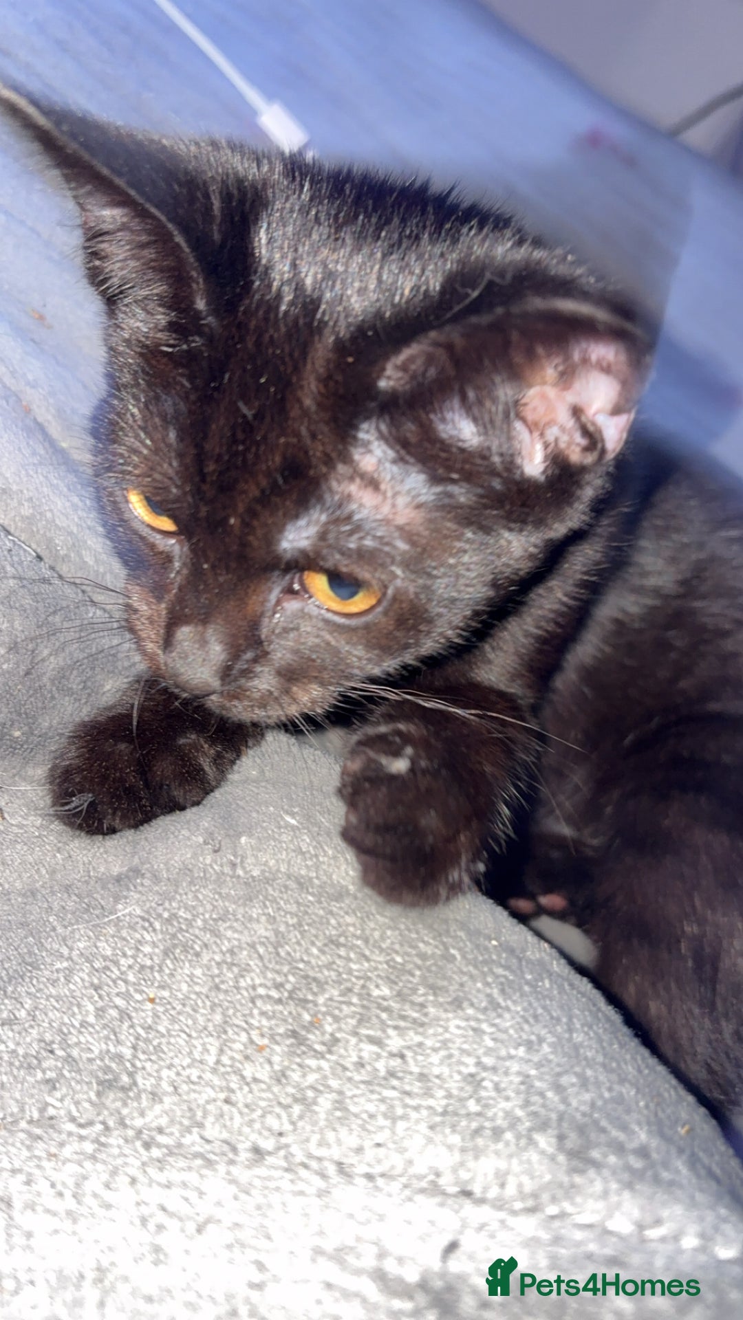 Bombay cats for sale: Black beauties🧡 - Image 11