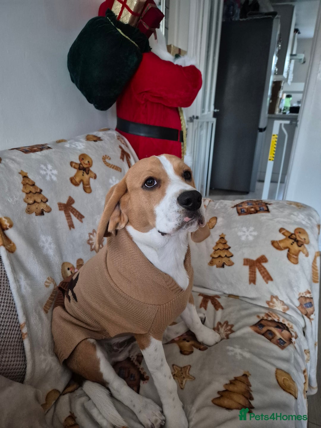 Beagle dogs for sale: Looking for a new loving family 10 mouths beagle  - Advert 17