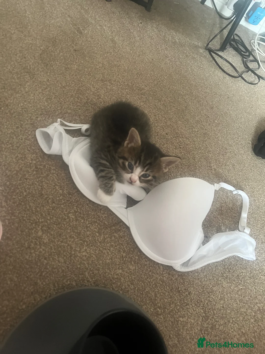 Mixed Breed cats for sale: Beautiful boys  - Advert 3