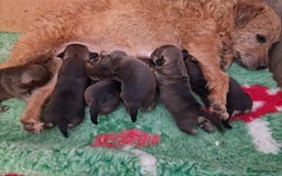 Mixed Breed dogs for sale: Beautiful Patterdale × Jack Chi Puppies - Image 2
