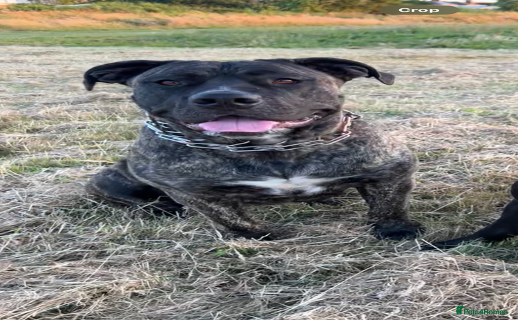 Mixed Breed dogs - Advert 2
