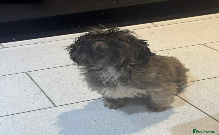 Shih Tzu dogs - Advert 1