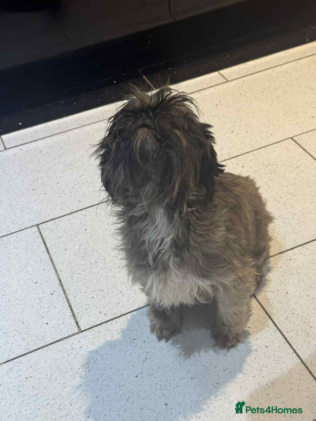 Shih Tzu dogs for sale: Lovely shihtzu female  - Image 1