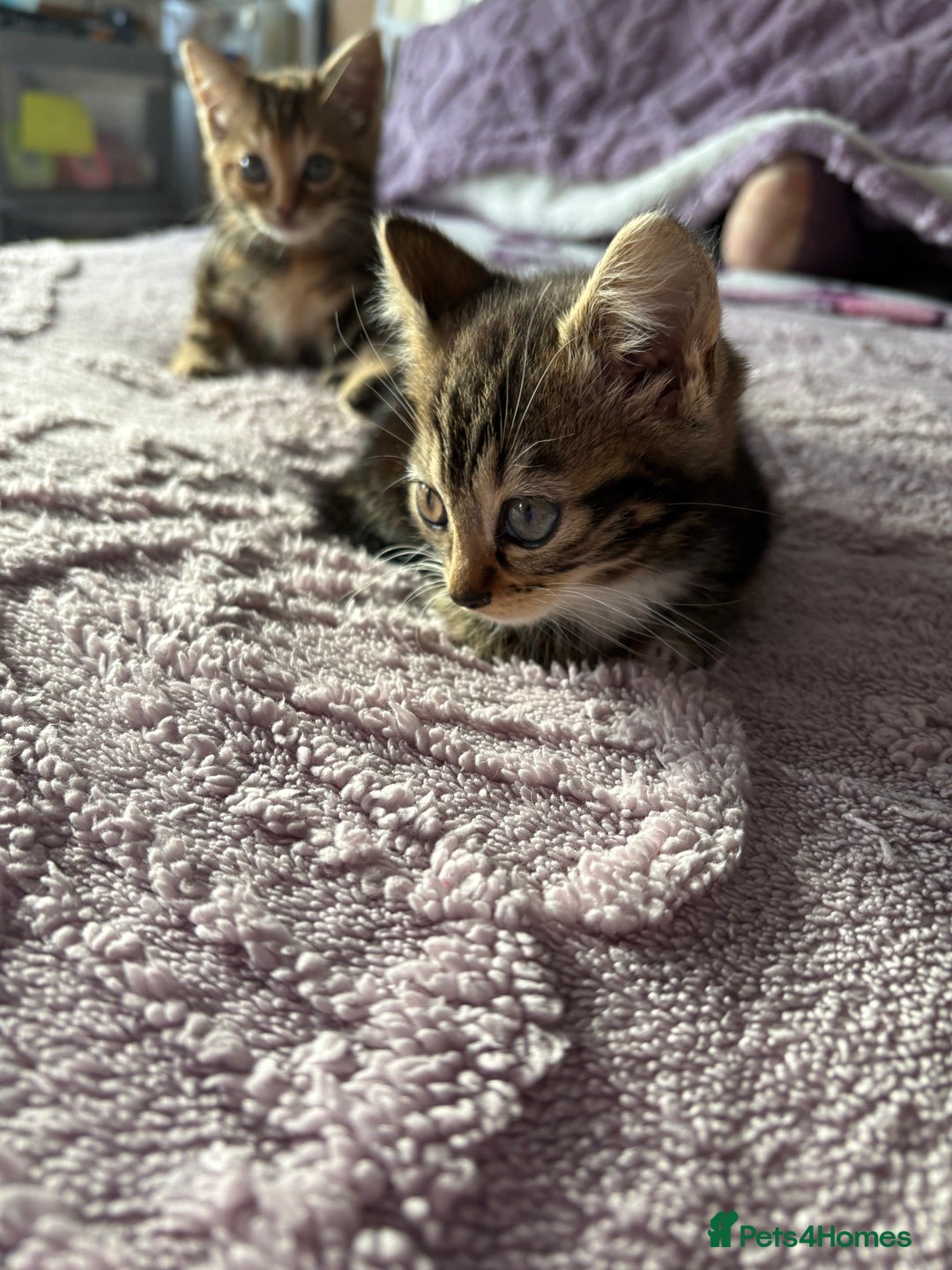 Domestic Shorthair cats for sale: Kittens for sale  - Advert 2