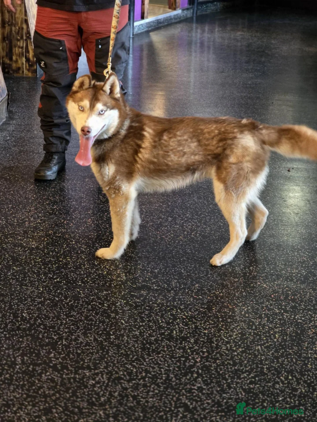 Siberian Husky dogs for sale: 2 year old Red & White Kc Reg Siberian Husky male  - Advert 1