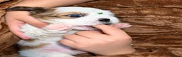 Shih Tzu dogs for sale: Beautiful Shih Tzu Puppies – Boys & Girls - Advert 40