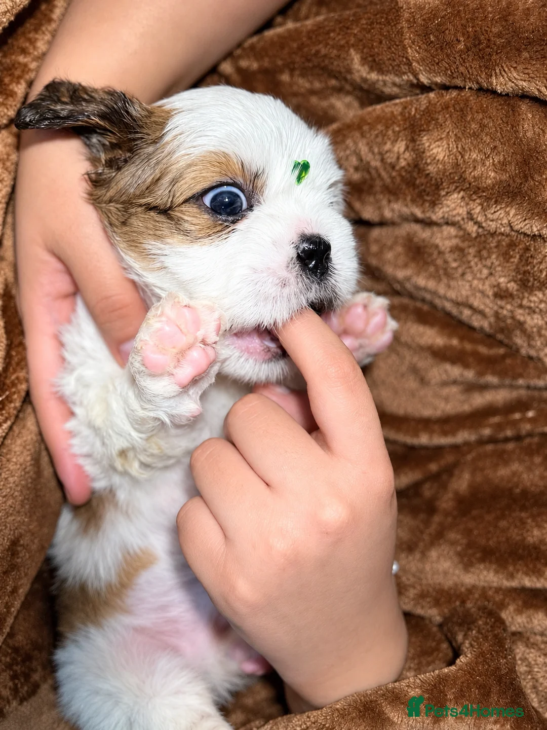 Shih Tzu dogs for sale: Beautiful Shih Tzu Puppies – Boys & Girls - Advert 40