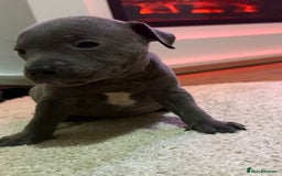 Staffordshire Bull Terrier dogs for sale: 9 Beautiful blue staff puppy’s !  - Image 9