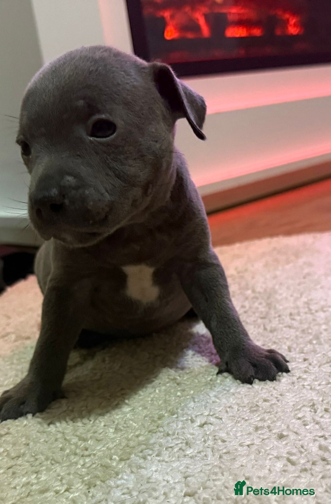 Staffordshire Bull Terrier dogs for sale: 9 Beautiful blue staff puppy’s !  - Image 9
