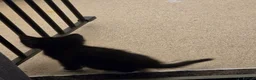 Mixed Breed cats for sale: 3 female kittens in Stoke-on-Trent - Advert 11