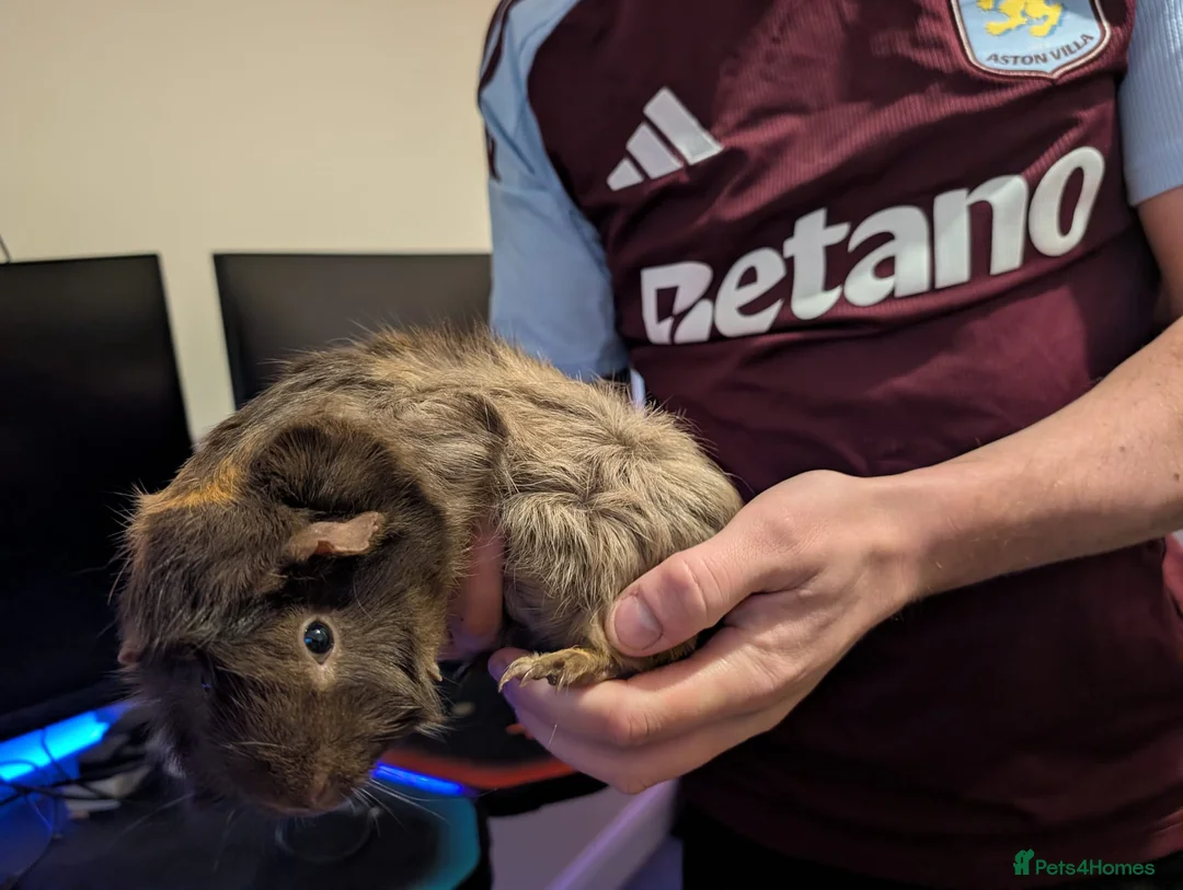 Guinea Pig rodents for sale: 4 male guinea pigs with c and c cage  - Advert 1