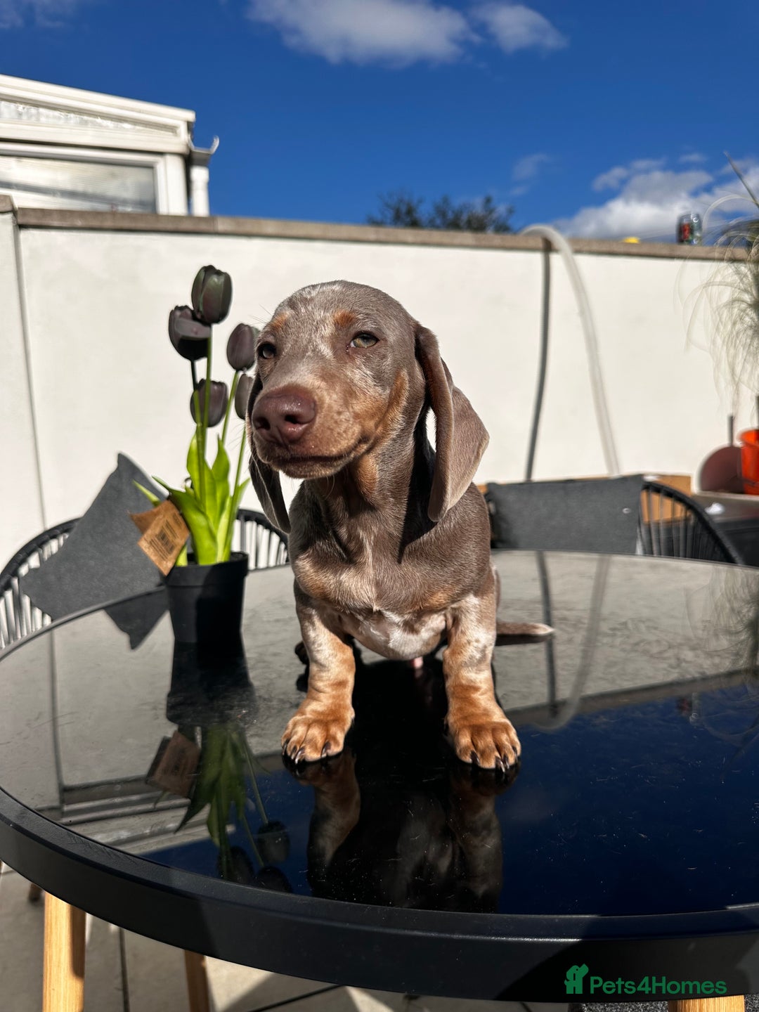 Miniature Dachshund dogs for sale: Last boy - Miniature long hair dachshund 🤍 - Image 9