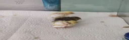 Mixed Breed birds for sale: Button Quail Chicks  - Advert 5