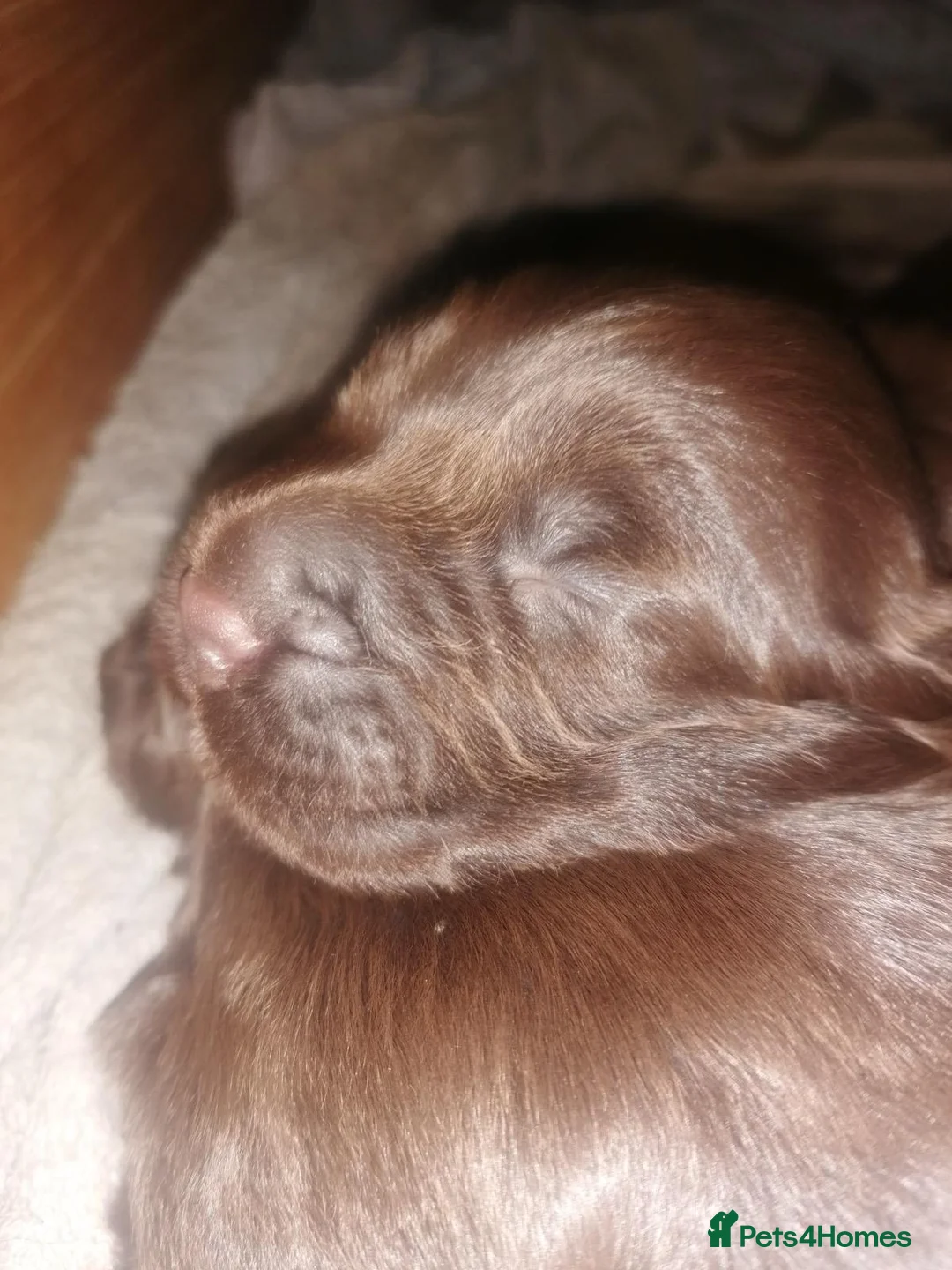 Sprocker dogs for sale: Spectacular Sprocker Boys - Advert 4