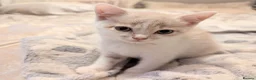 Mixed Breed cats for sale: Rainbow litter of - part BSH - Advert 23
