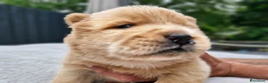 Chow Chow 2
