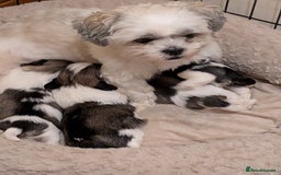 Lhasa Apso dogs for sale: Last gorgeous Lhasa apso boy yellow collar - Image 7