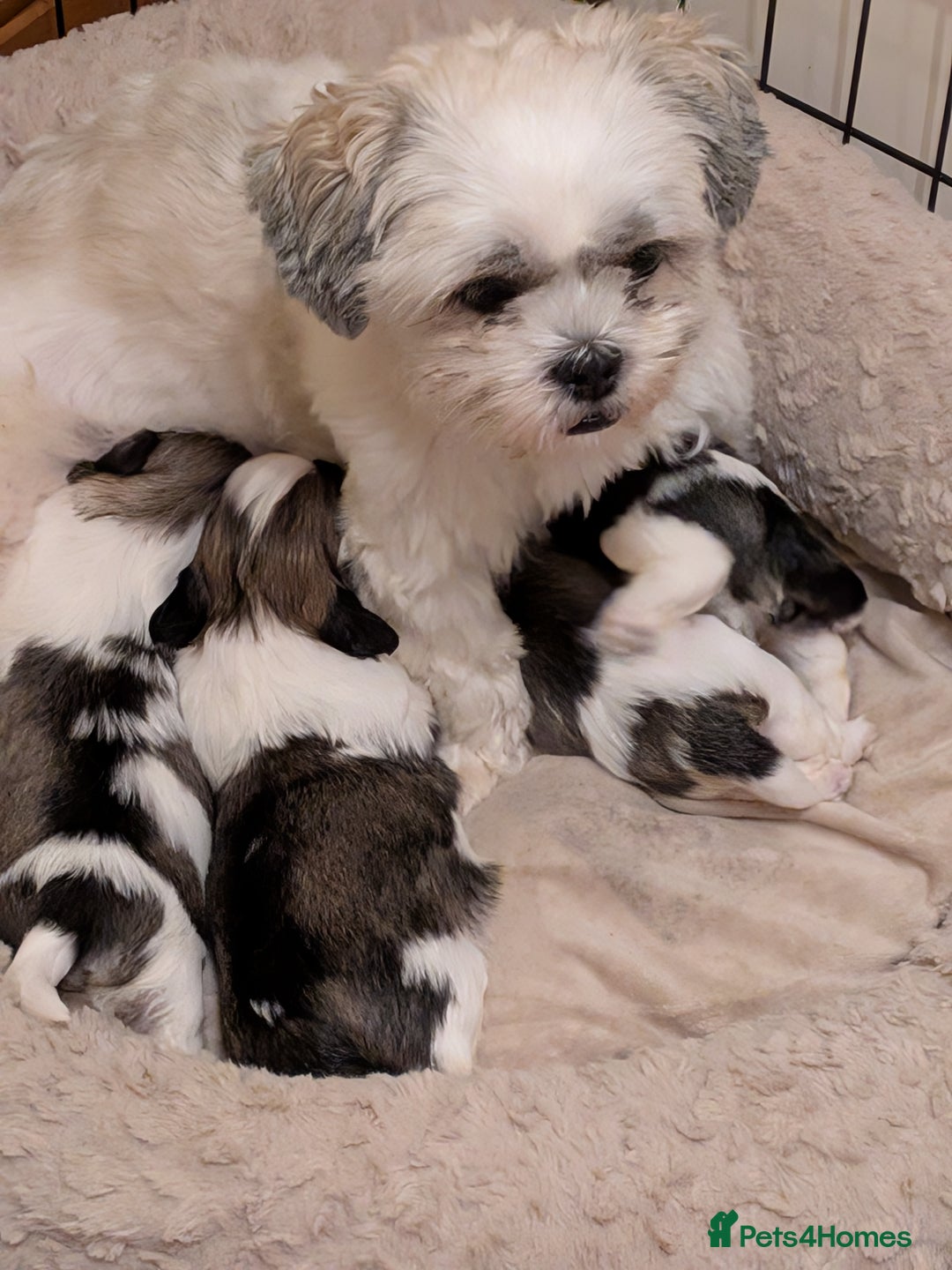 Lhasa Apso dogs for sale: Last gorgeous Lhasa apso boy yellow collar - Image 7