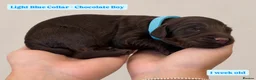 Cockapoo dogs for sale: Extensively DNA Tested Cockapoo Puppies 🧬 - Advert 7