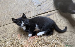 Mixed Breed cats for sale: 7 kittens now ready for their new home  - Image 6