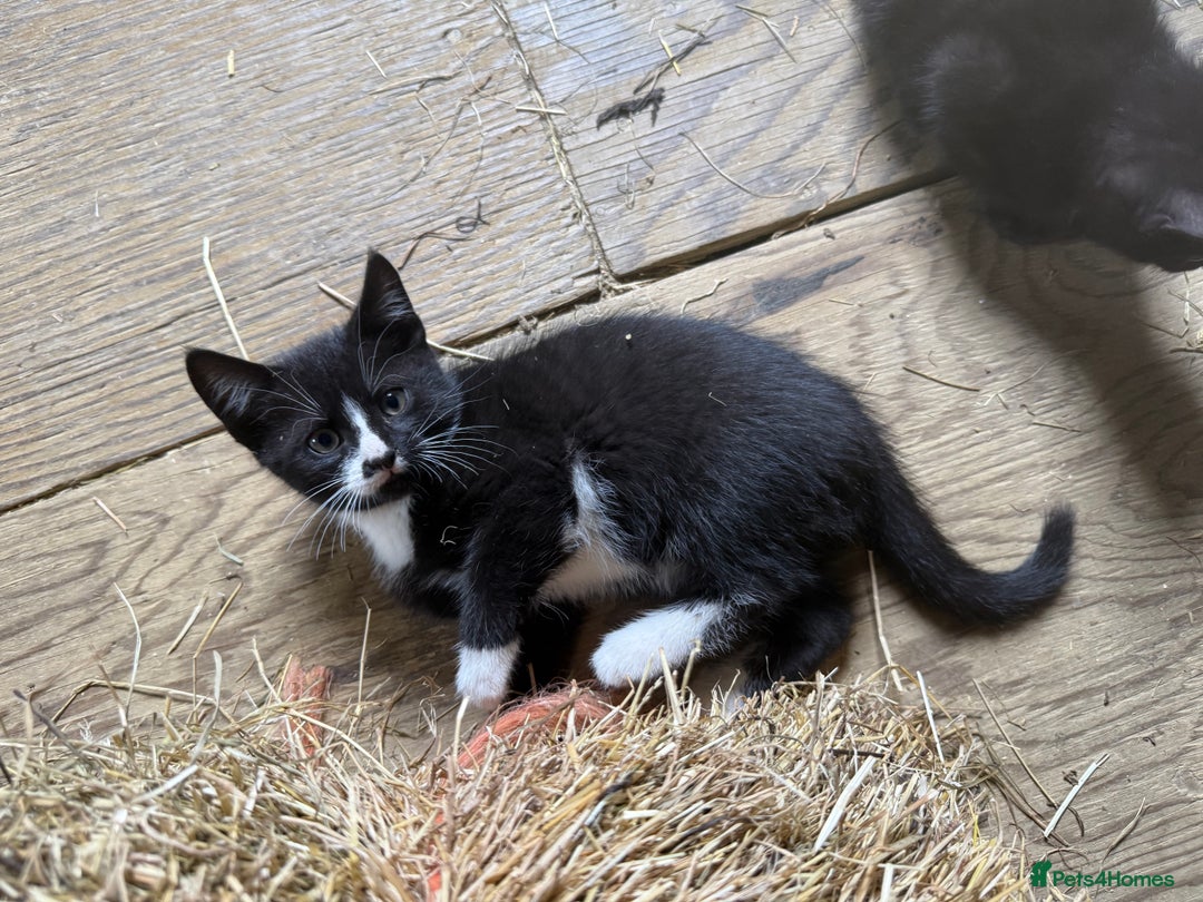 Mixed Breed cats for sale: 7 kittens now ready for their new home  - Image 6
