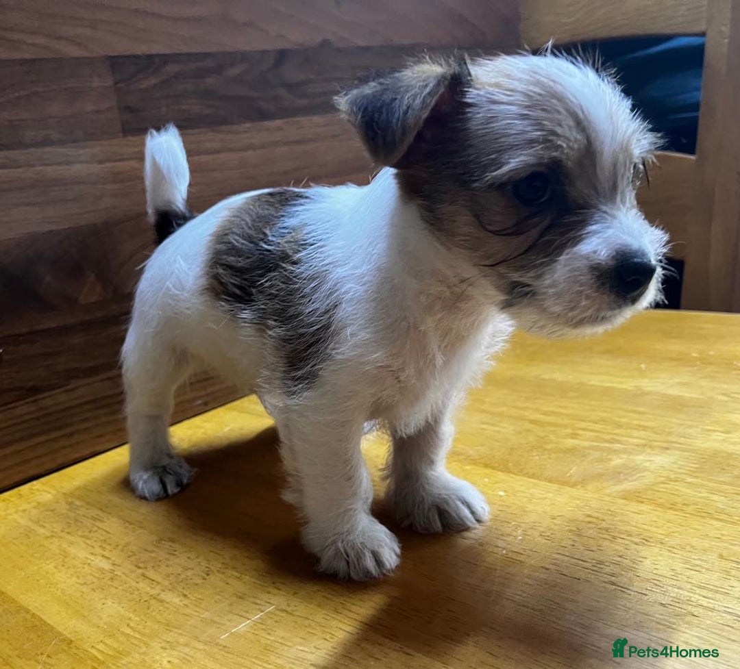 Mixed Breed dogs for sale: Jack Russell with a hint of Bichon Frise. - Image 8