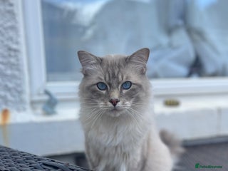 Ragdoll cats Simba lynx ragdoll - Advert 1