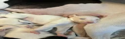 Whippet dogs for sale: Beautiful KC registered whippet puppies  - Advert 3