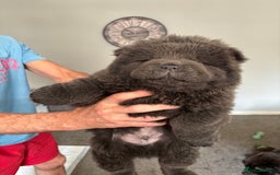 Chow Chow dogs for sale: Quality chow cows - Image 3