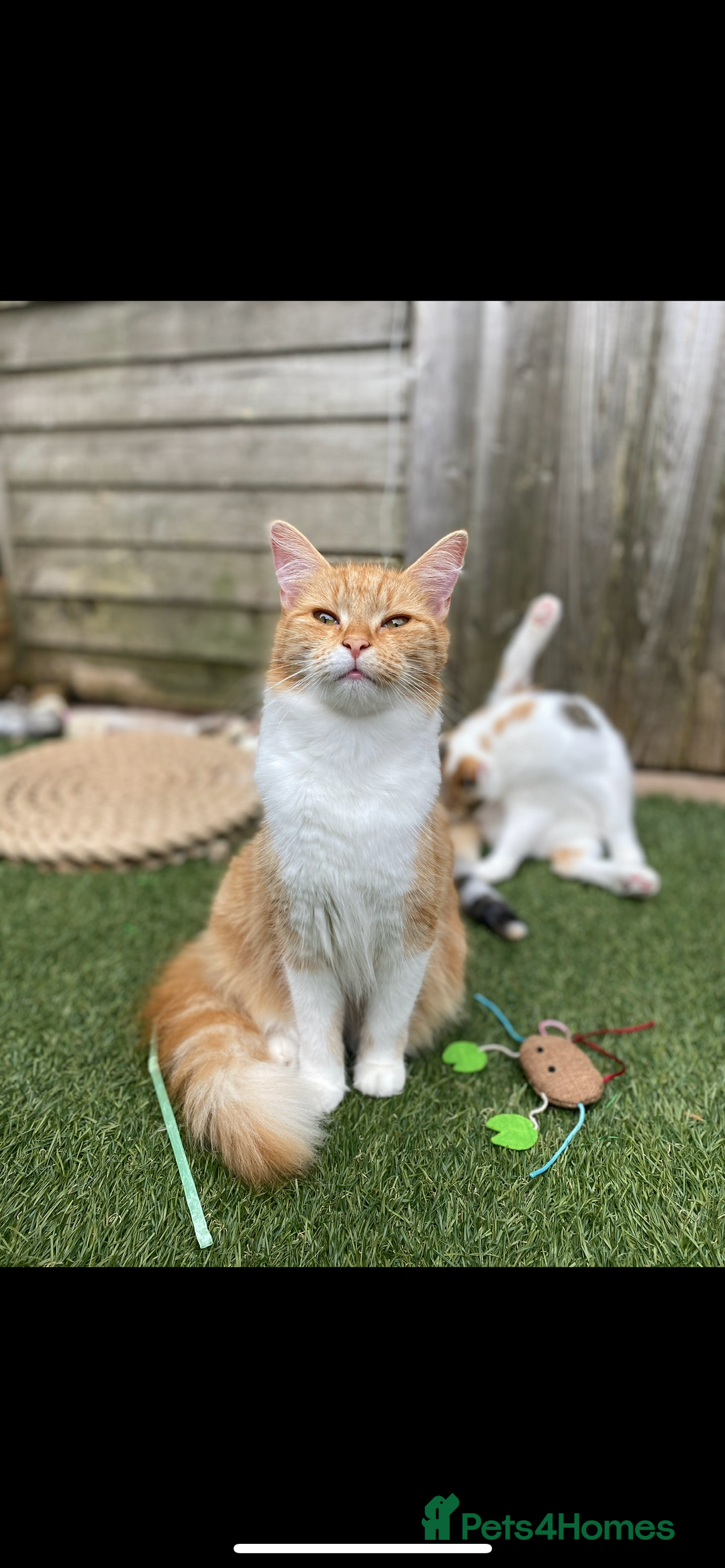 Mixed Breed cats for sale: Pumpkin - Advert 5