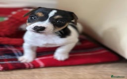 Jack Russell dogs for sale: Jack Russell Pure Breed Puppy’s  - Image 30
