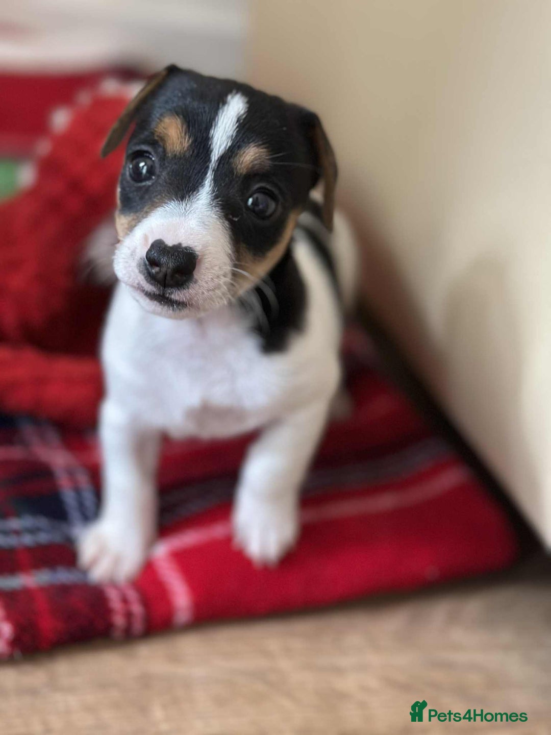 Jack Russell dogs for sale: Jack Russell Pure Breed Puppy’s  - Image 30