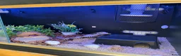 Corn Snake reptiles for sale: Beautiful corn snake looking for new home  in Edenbridge - Advert 2
