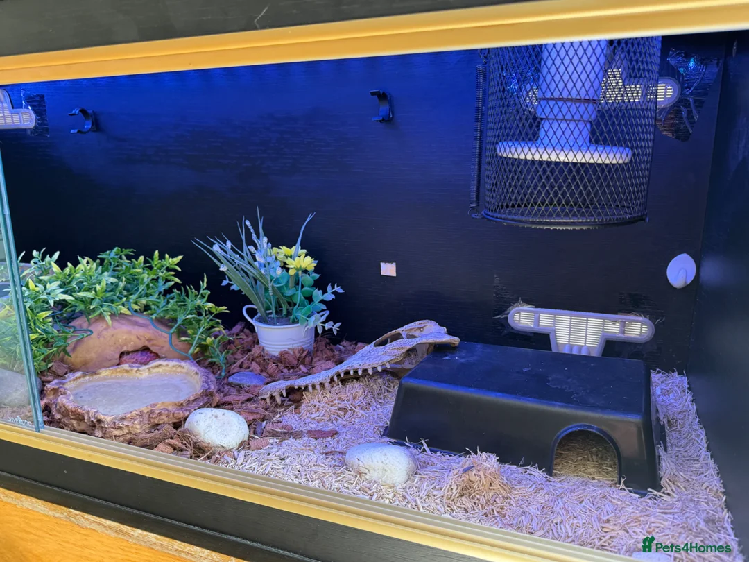Corn Snake reptiles for sale: Beautiful corn snake looking for new home  in Edenbridge - Advert 2