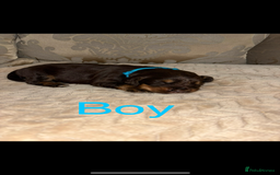 Cocker Spaniel dogs for sale: Working Cocker spaniels for sale  - Image 2