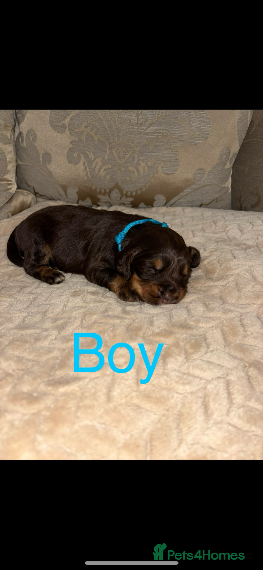 Cocker Spaniel dogs for sale: Working Cocker spaniels for sale  - Image 2