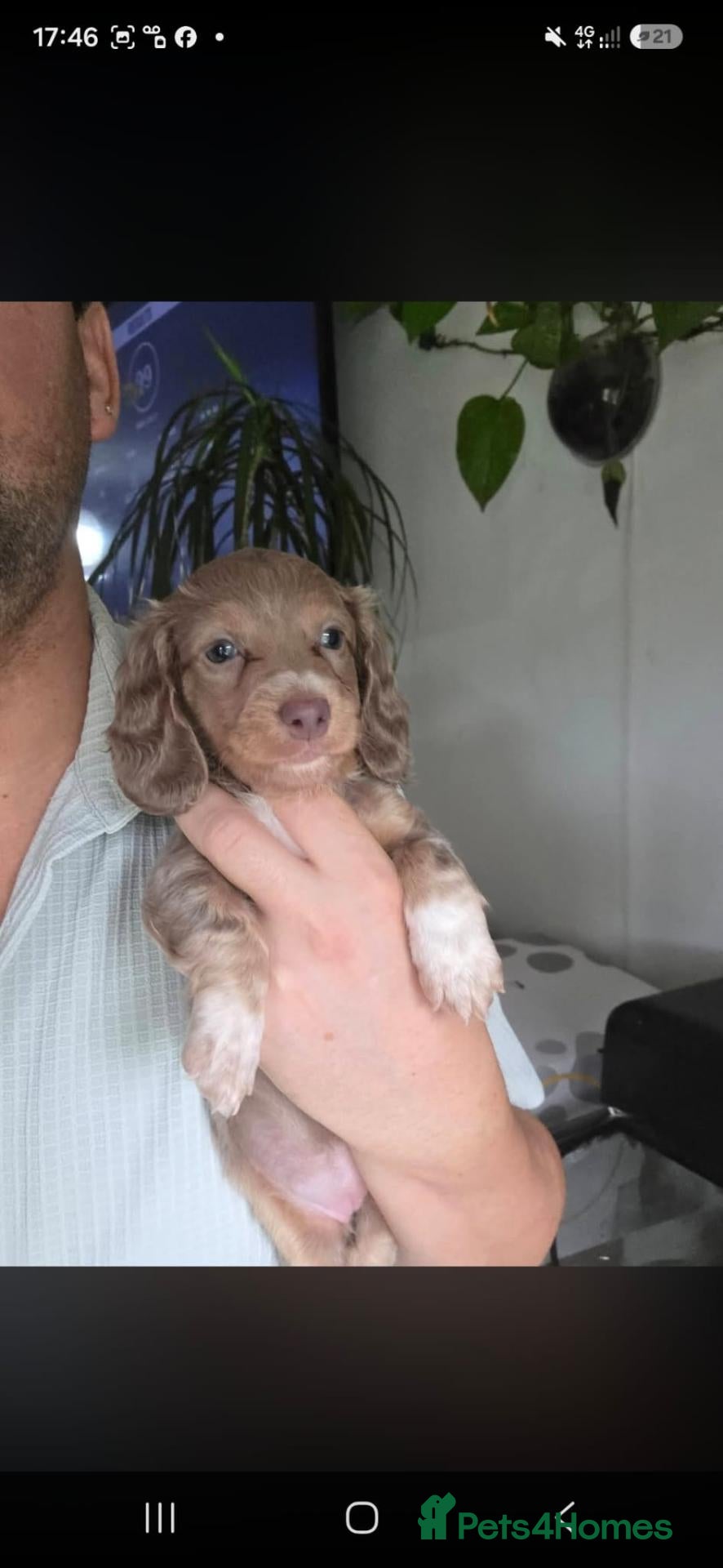 Miniature Dachshund dogs Miniature Longhaired Dachshunds - Advert 12