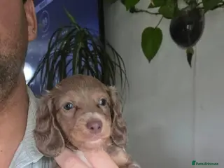 Miniature Dachshund dogs Miniature Longhaired Dachshunds - Advert 3