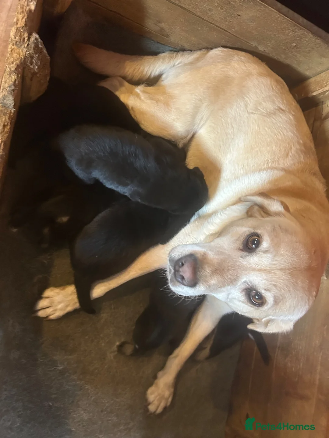 Mixed Breed dogs for sale: Borador puppies for sale - Advert 1