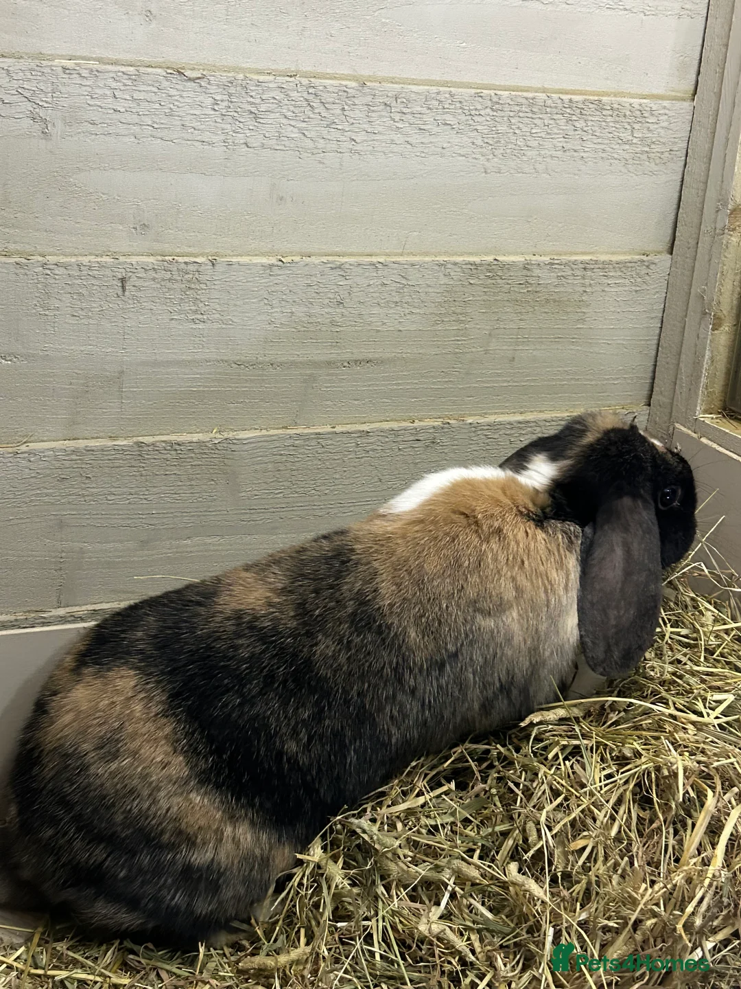 Mixed Breed rabbits for sale:  female rabbit pair  - Advert 5