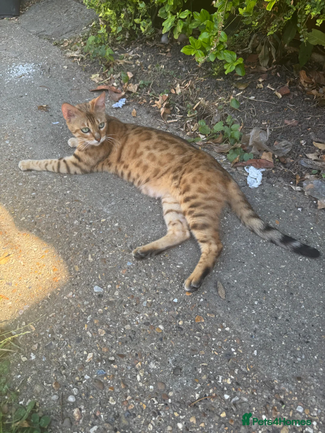 Bengal cats for sale: Bengal x  - Advert 1