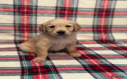 Golden Retriever dogs for sale: KC Registered Golden Retrievers  - Image 17