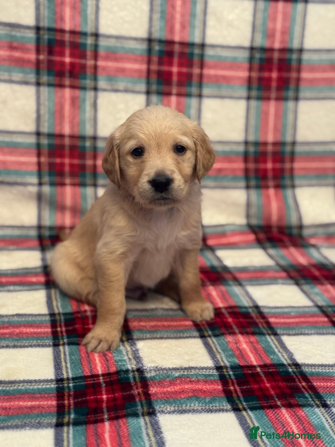 Golden Retriever dogs for sale: KC Registered Golden Retrievers  - Image 17