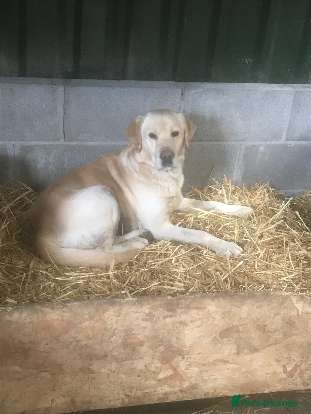Labrador Retriever dogs for sale: 🌟 Fully vaccinated Chunky pedigree Labradors 🌟  - Advert 14
