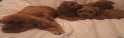 Cavapoo dogs for sale: Beautiful F1 Cavapoos - Advert 16